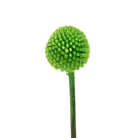 Green Craspedia Billy Balls