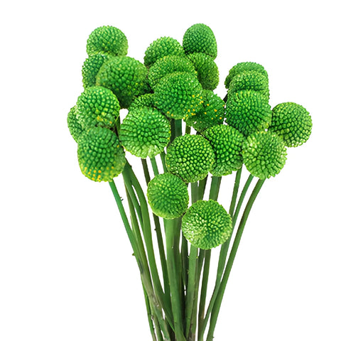Green Craspedia Billy Balls
