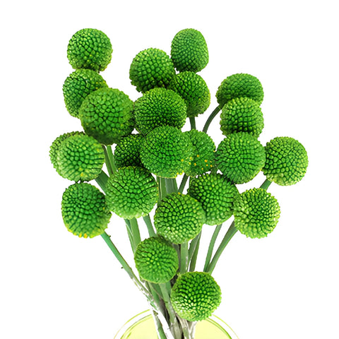 Green Craspedia Billy Balls