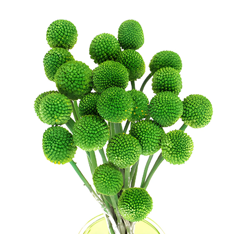 Green Craspedia Billy Balls