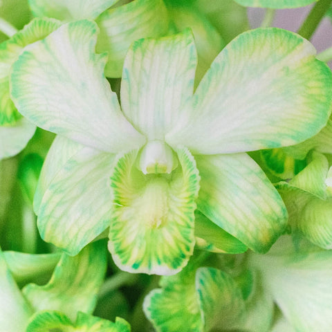 Orchids Green Wholesale Flowers Up Close