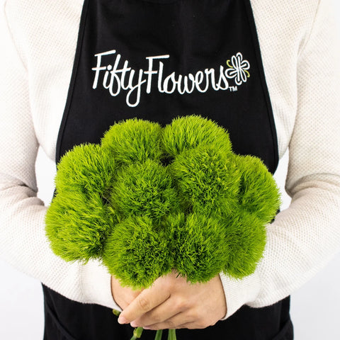 Green Dianthus Flower Bunch in Hand