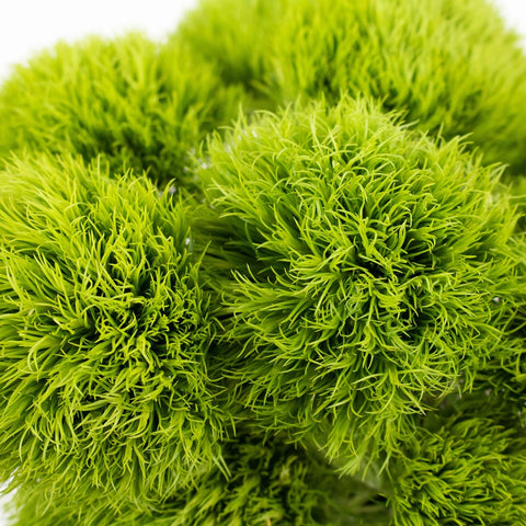 Green Dianthus Flowers close up