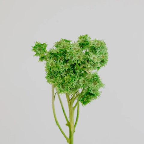 Green Dried Craspedia Andrean Asters Stem - Image