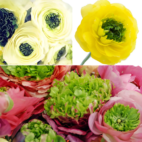 Green Center Assorted Color Ranunculus Flower
