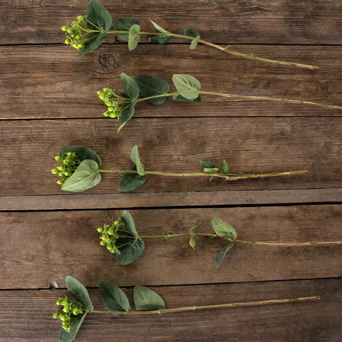 Green hypericum berry bulk flowers