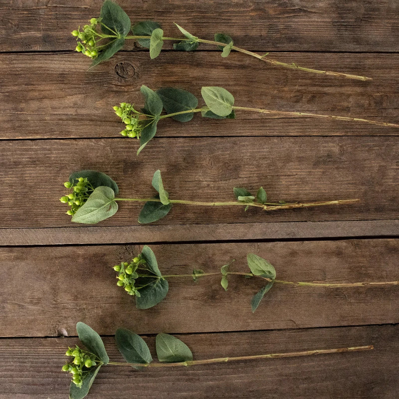 Green hypericum berry bulk flowers