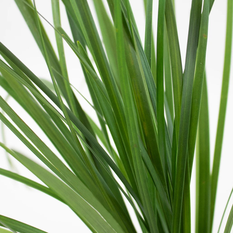 Fresh cut lily grass greenery sold near me for delivery