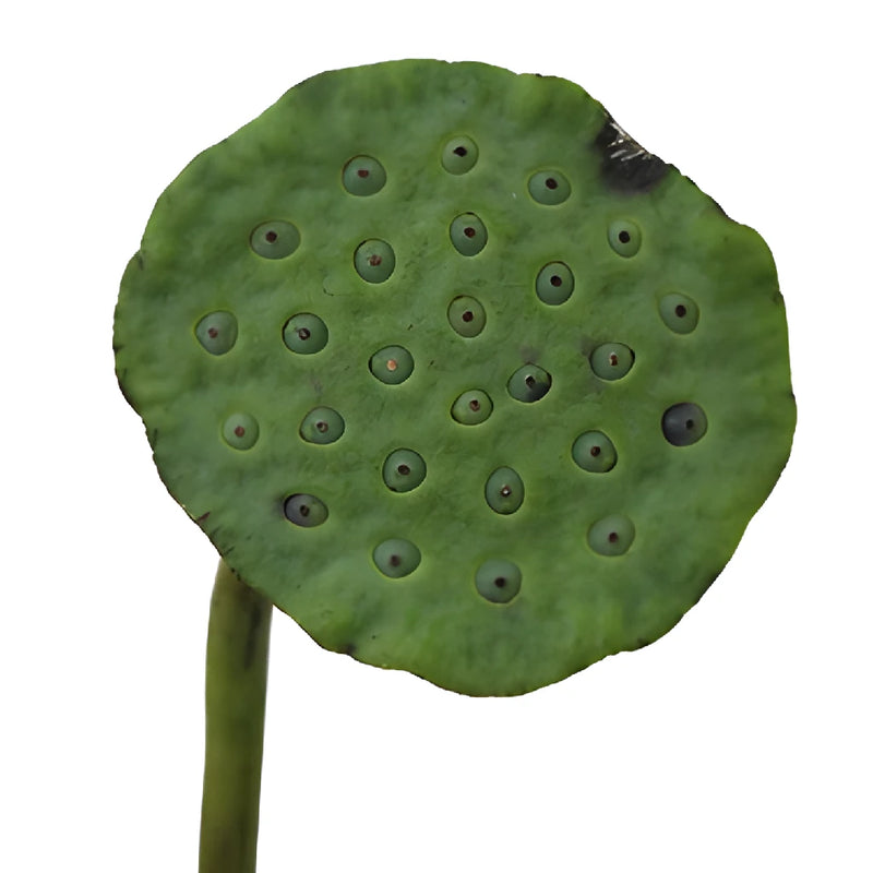 Fresh Lotus Pods