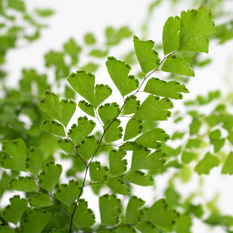 Green Maiden Hair Fern Greenery Up Close
