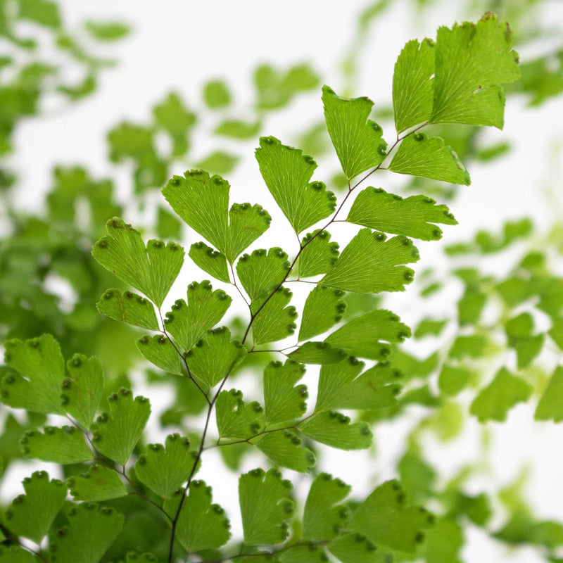 Green Maiden Hair Fern Greenery Up Close