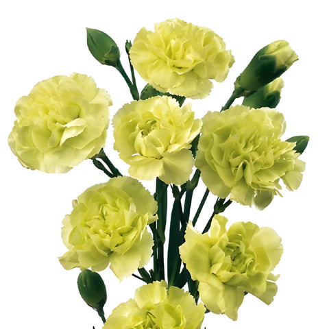 Green Mini Carnation Flowers Up Close