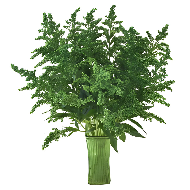 Green Enhanced Estelle Solidago Filler Flower