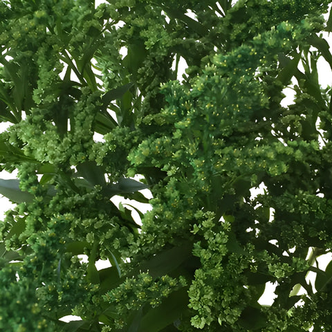 Green Enhanced Estelle Solidago Filler Flower