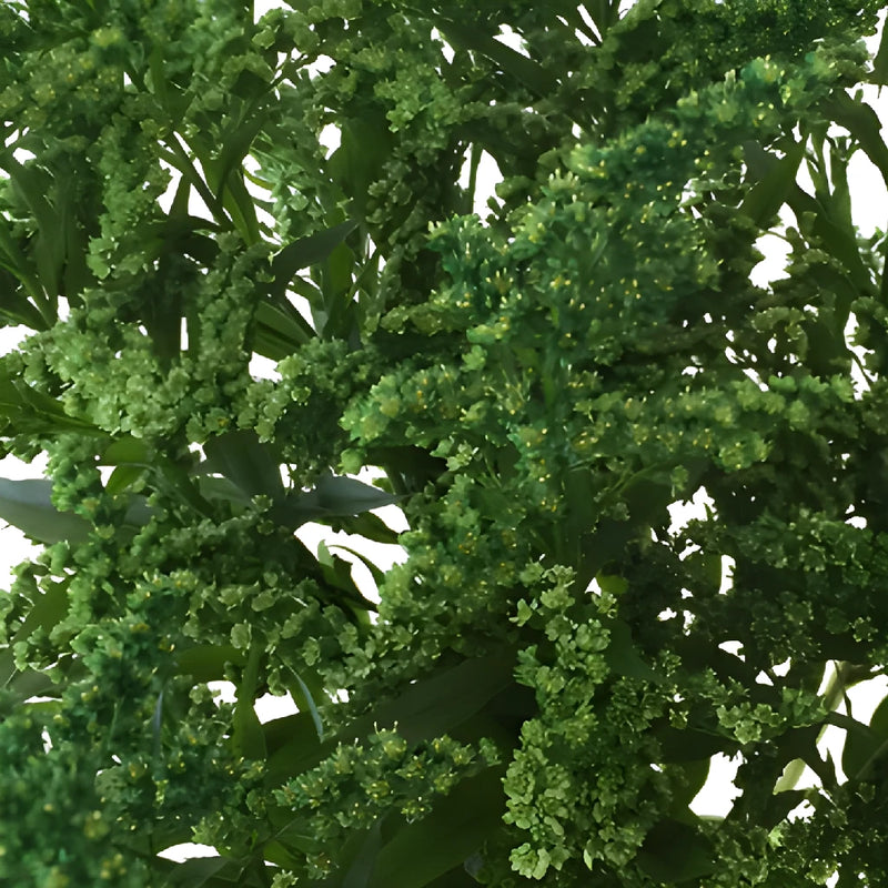 Green Enhanced Estelle Solidago Filler Flower