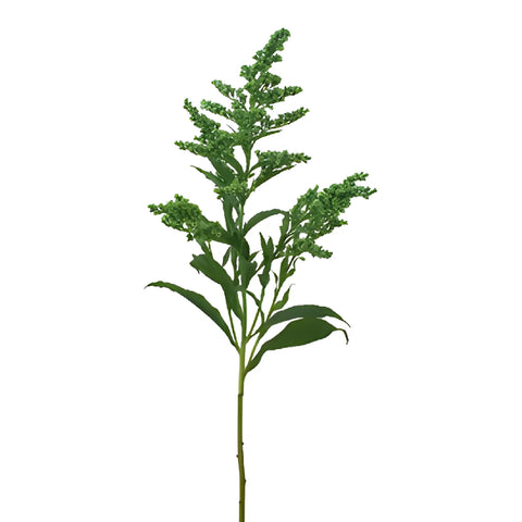 Green Enhanced Estelle Solidago Filler Flower