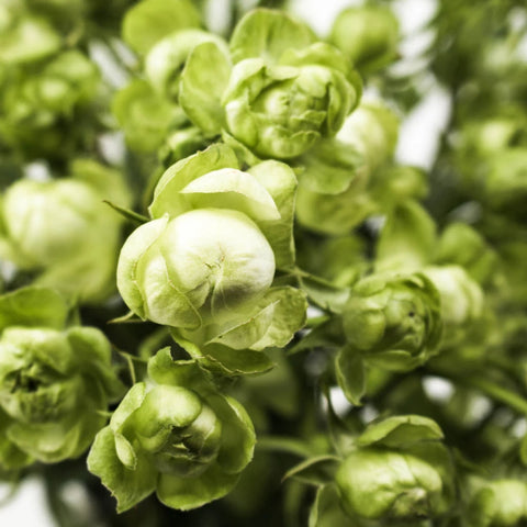 Green Spray Rose Flower Up Close
