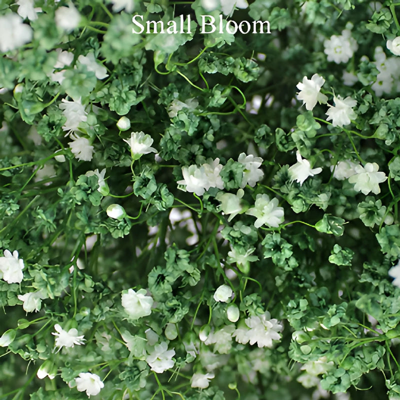 Olive Green Baby's Breath Flower