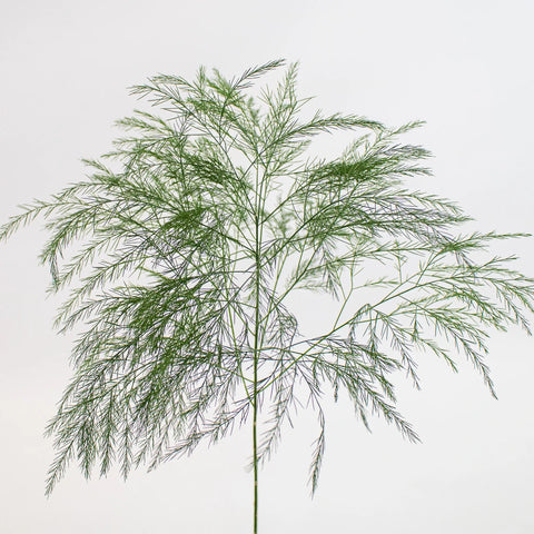 Green Tree Fern Greenery Stem