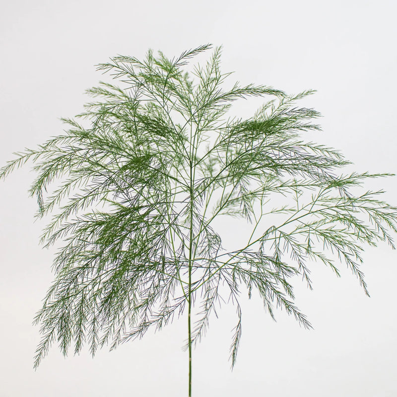 Green Tree Fern Greenery Stem