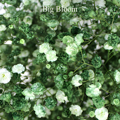 Olive Green Baby's Breath Flower