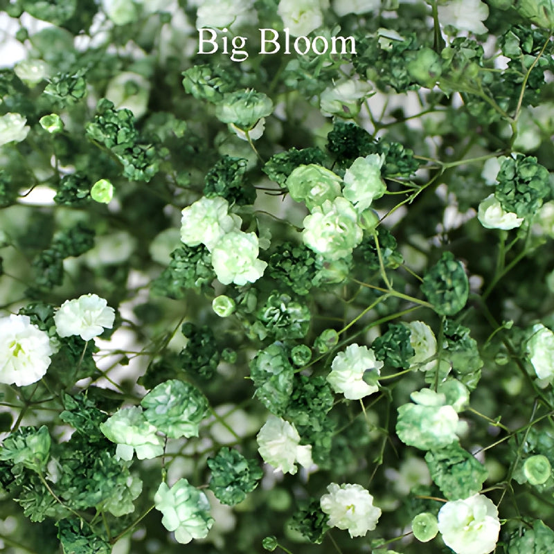 Olive Green Baby's Breath Flower