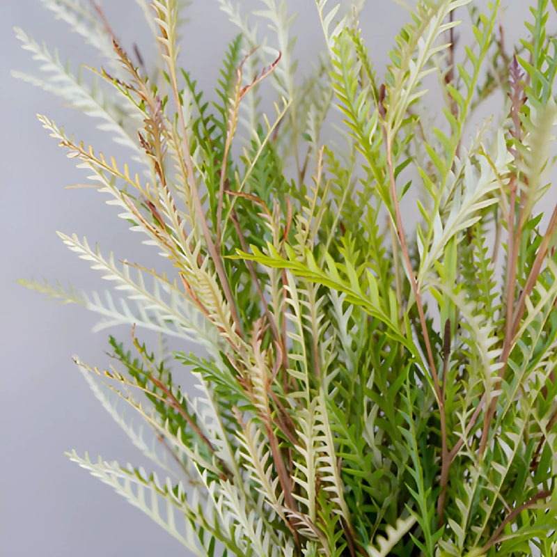 Wedding greenery grevillea fresh filler flowers sold near me