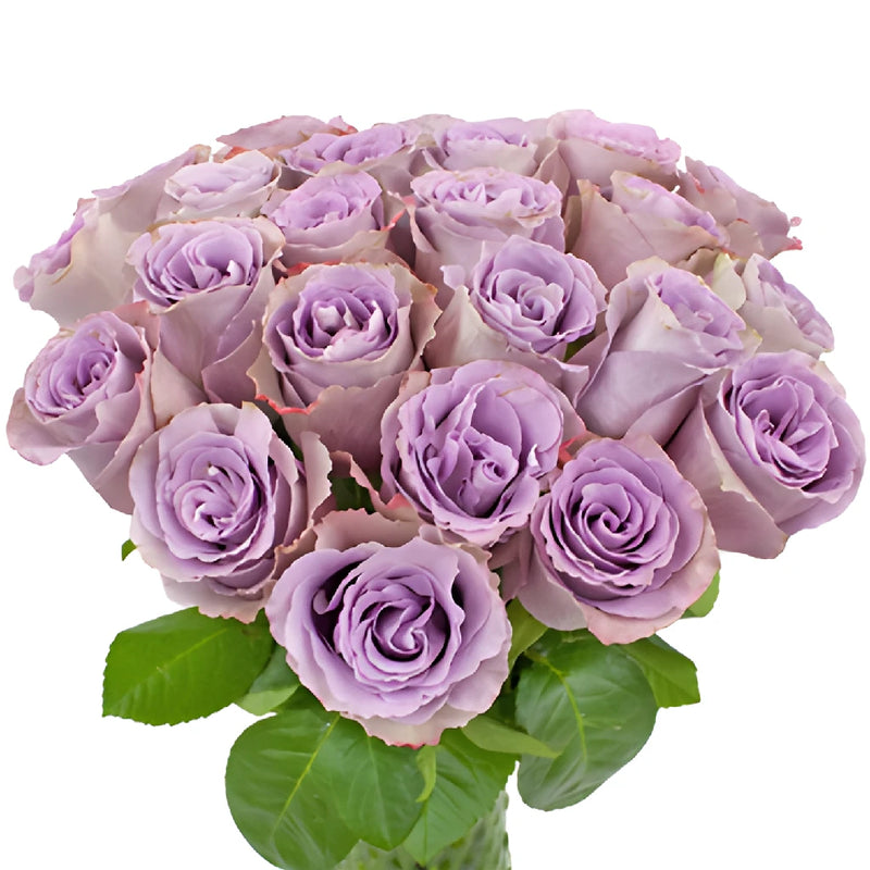 Grey Knights Fresh Cut Rose