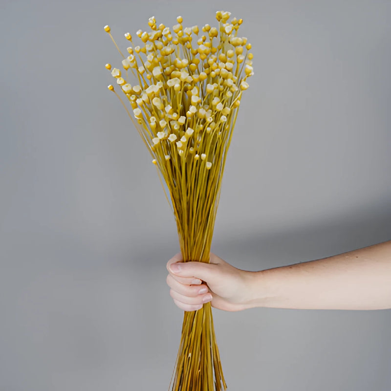 Natural Dried Happy Flowers
