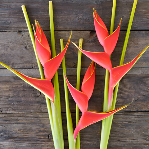 Deep Orange Heliconia Flower