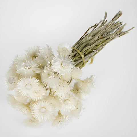 Dried Straw Flower