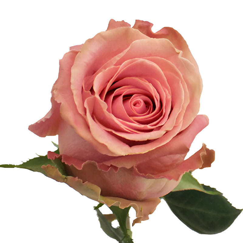 Hermosa Pink Rose
