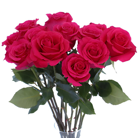 Hot Lady Hot Pink Rose