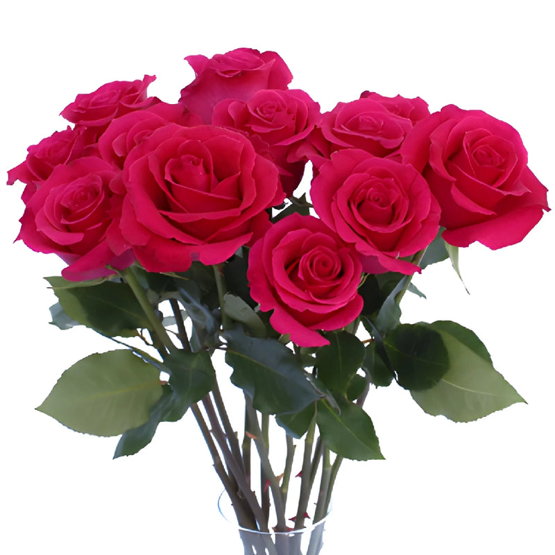 Hot Lady Hot Pink Rose