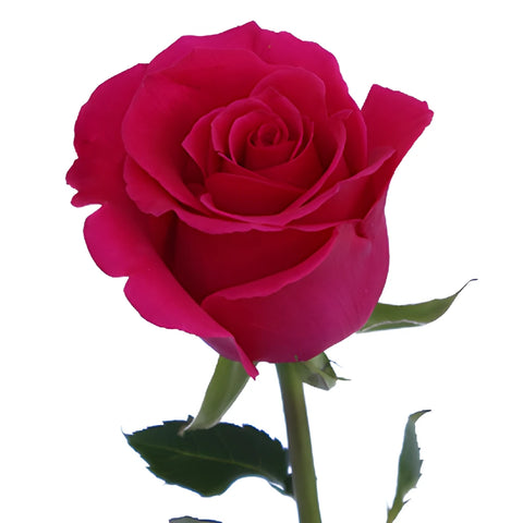 Hot Lady Hot Pink Rose