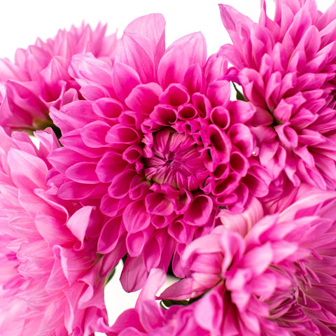 Hot Pink Dahlia Flower Up Close