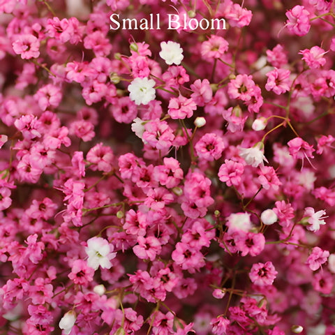 Hot Pink Airbrushed Baby's Breath Flower