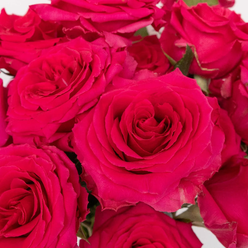 Hot Pink Mothers Day Rose Special Close Up - Image