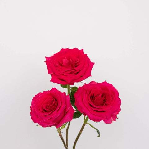 Hot Pink Mothers Day Rose Special Stem - Image