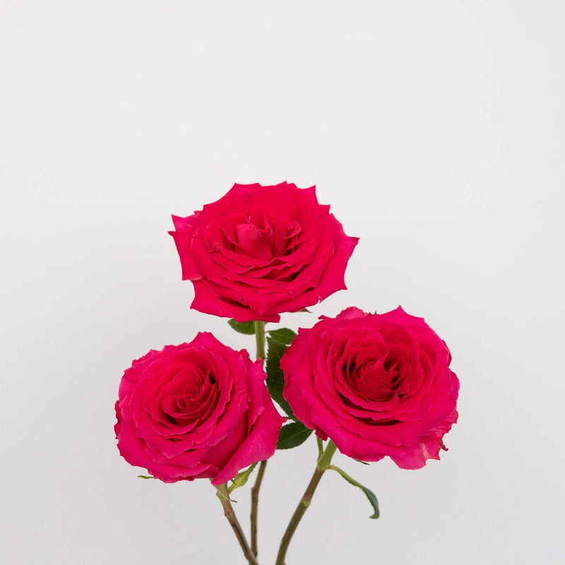 Hot Pink Mothers Day Rose Special Stem - Image