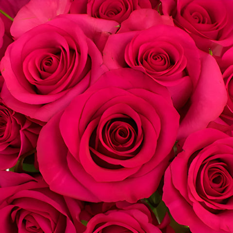 Hot Paris Fresh Cut Rose