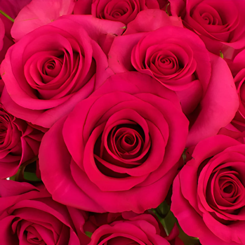 Hot Paris Fresh Cut Rose