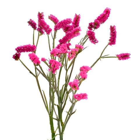 Hot Pink Tissue Culture Statice Flower