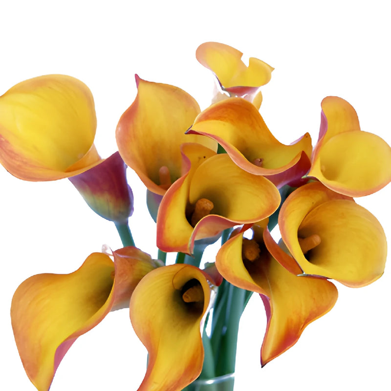 Orange Flame Calla Lily Flower