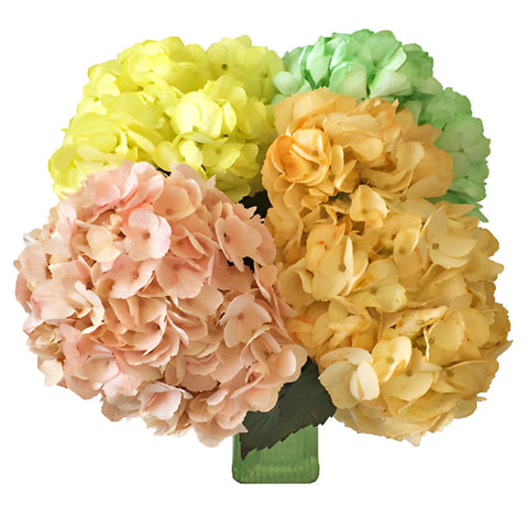 Mothers Day Fresh-Cut Hydrangea Flower Choose Your Color