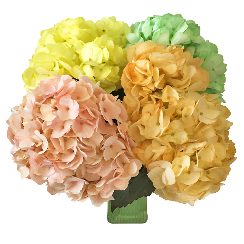 Mothers Day Fresh-Cut Hydrangea Flower Choose Your Color