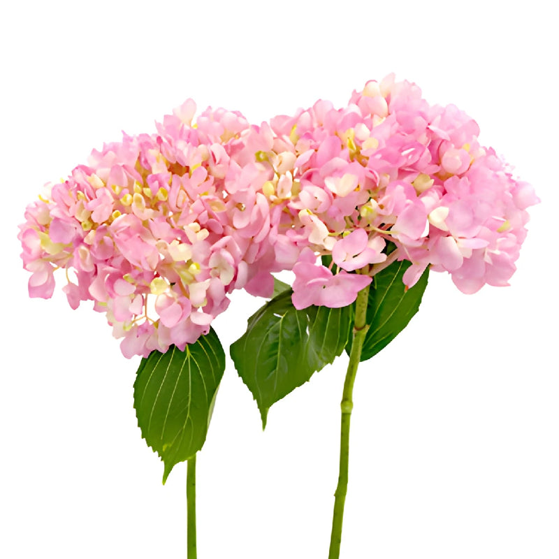 Pink Blossom Hydrangea Stem View