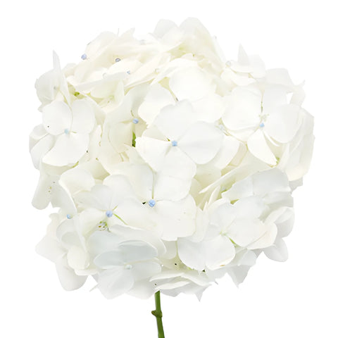 Mothers Day Fresh-Cut Hydrangea Flower Choose Your Color
