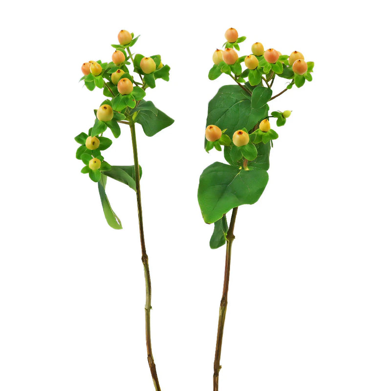 Yellow Peach Hypericum Berries