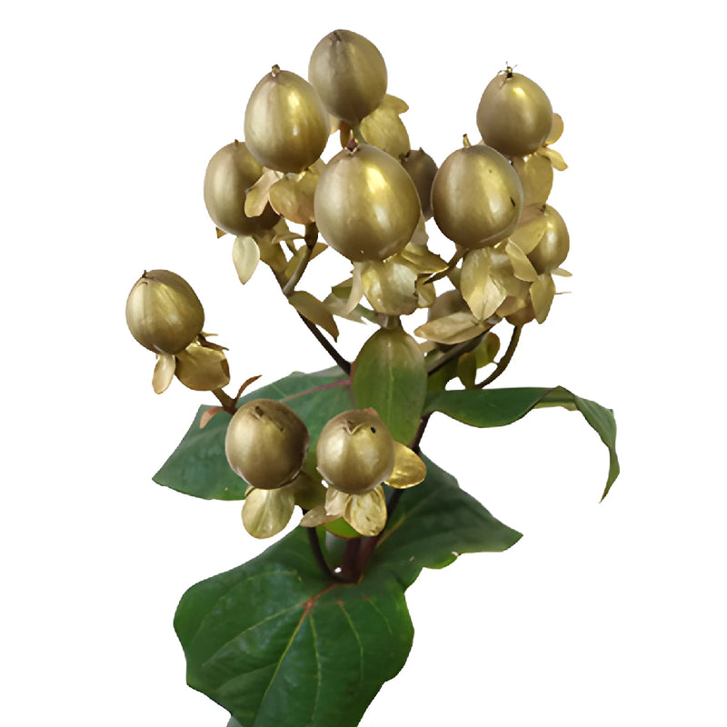 Gold Designer Enhanced Hypericum Berries